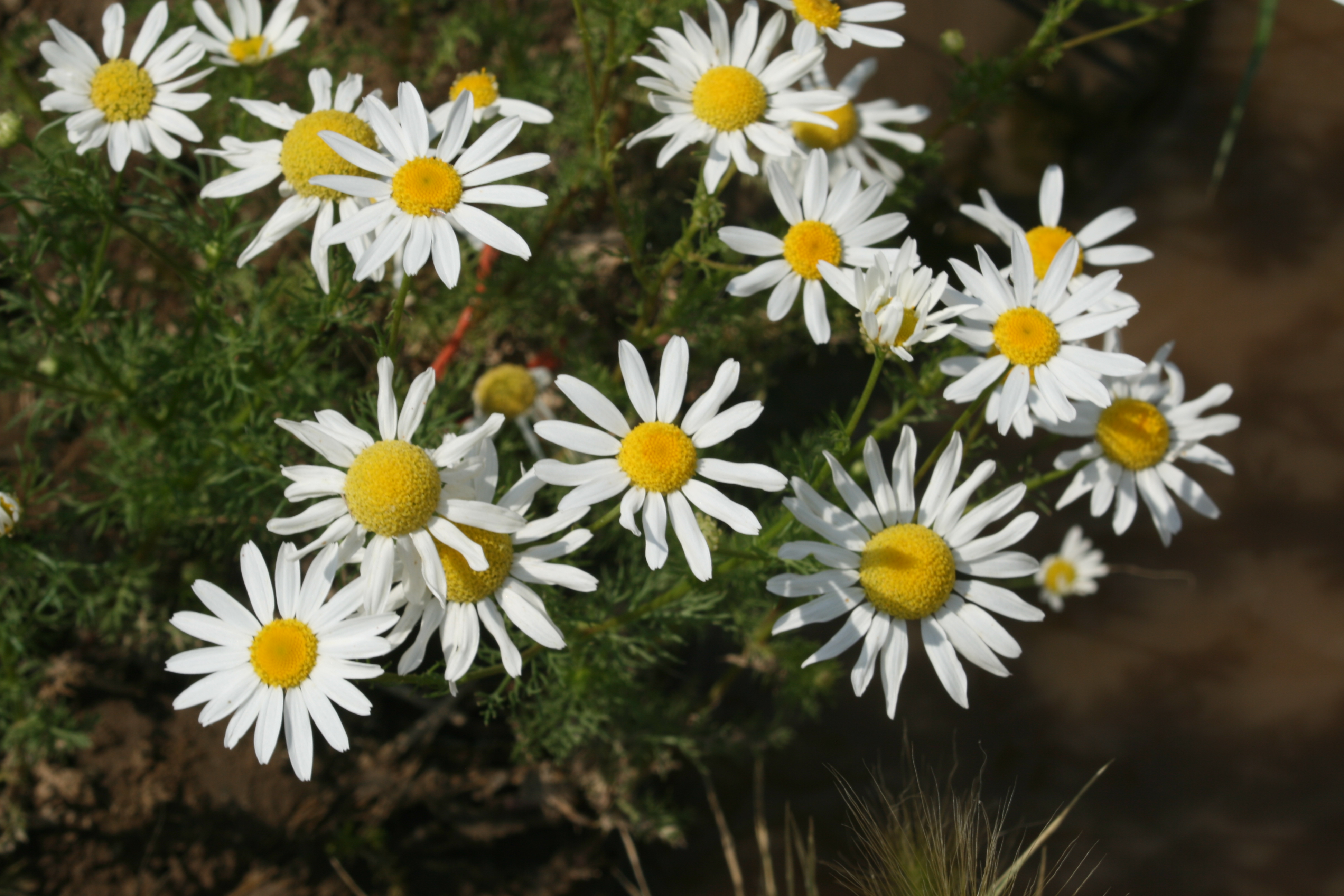 آنتمیس کاتولا - معرفی و خواص گیاهان دارویی